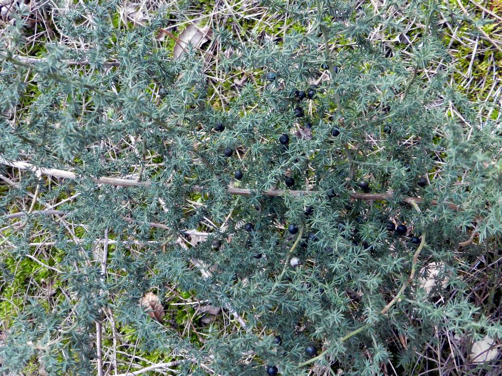 Asparagus acutifolius